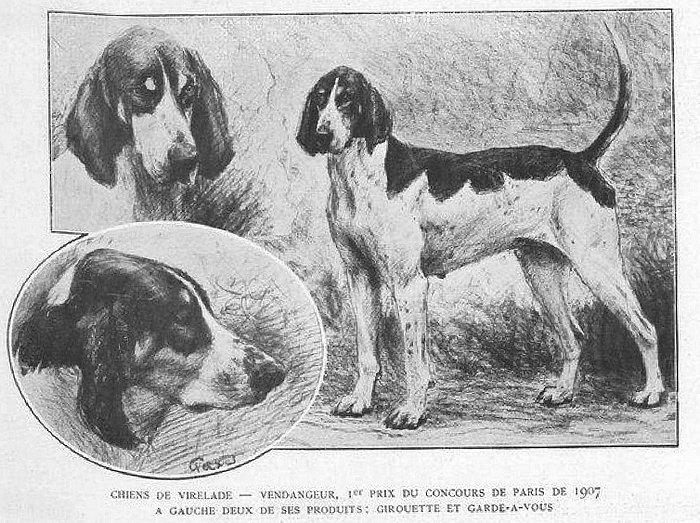 Chiens de Virelade - L'Equipage de Virelade vers 1908 - Illustration tirée du Sport universel illustré